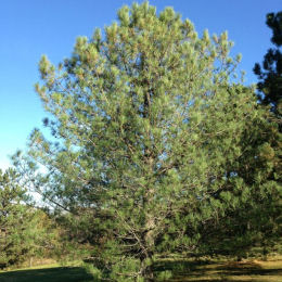 Pine, Koekelare Black